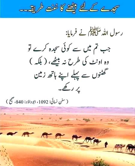 سجدے کے لیے بیٹھنے کا سنت طریقہ۔۔۔