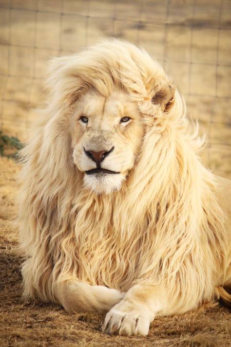 neat n clean king..