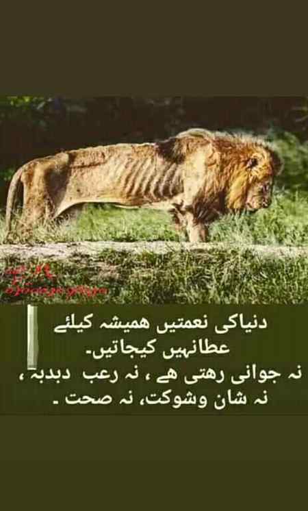 🌹🌼🌹🌹🌹🌼🌹🌼🌹🌹🌼🌹🌼🌹🌹🌼🌹