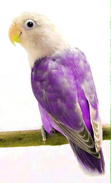 Awesome parrot 💕💕