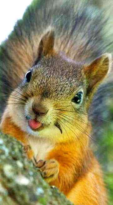 Lovely squirrel 💕💕