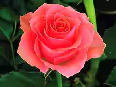 *❣فرمان مولا علی❣*
دو باتیں ساری زندگی کام آئیں گی
ایک غصے کی حالت میں کوئی فیصلہ نا کرنا💫دو خوشی کی حالت میں کوئی وعدہ نہ کرنا