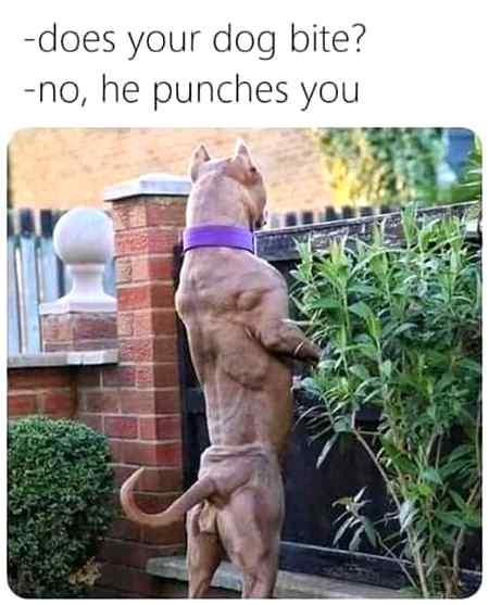 My dog is a body builder 💪have you any doubt lets check the punch.👊👊