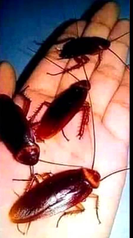 زیادہ  نہیں  بس  اتنی  بہادر لڑکی  ہوں