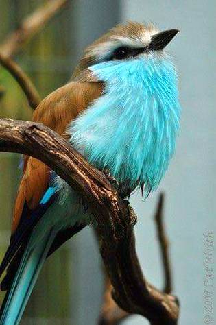 Beauty wild bird