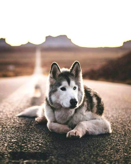 My favourite dog...