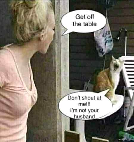 Never Yell at Innocent....