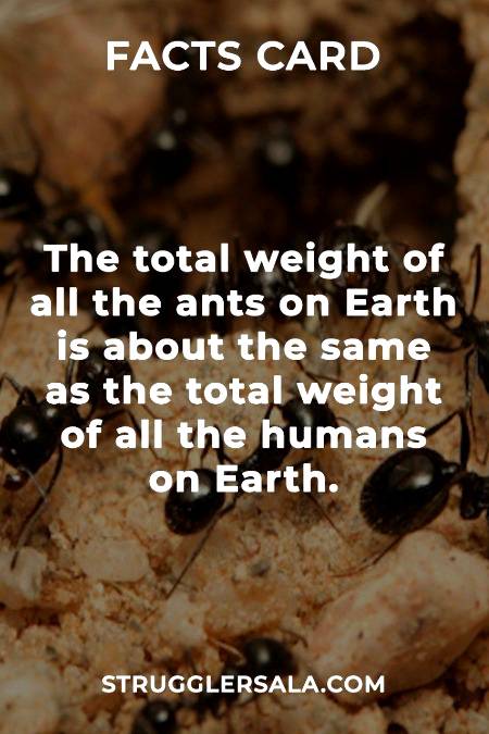 Do you know that about ants