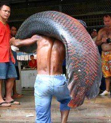 If  you <3 fish Like this frndz