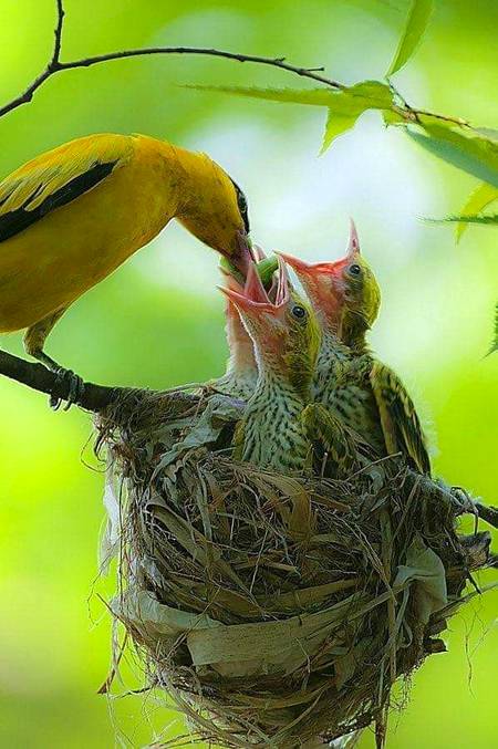 Nature Only