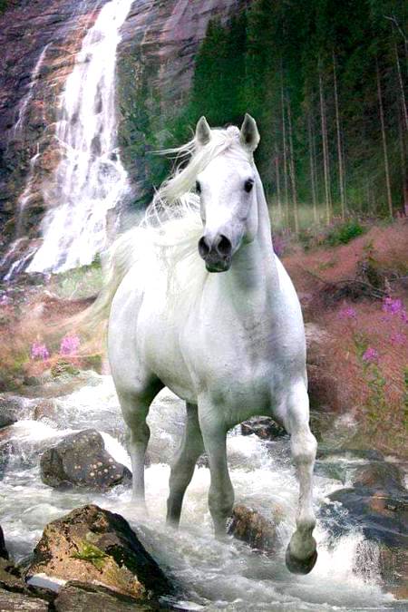 Stunning Horse photography!