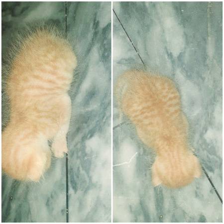 My kitten....😍😍❤..she's sleeping....😹😹😹
