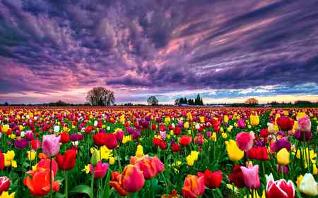 Beautiful flowers valley 👍👍👍😍😍😍😍