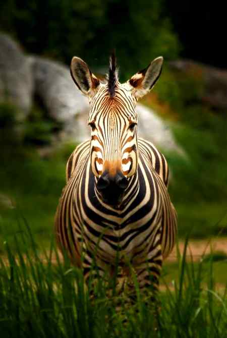 Explore nature 🔥 Edited pic of animal🔥