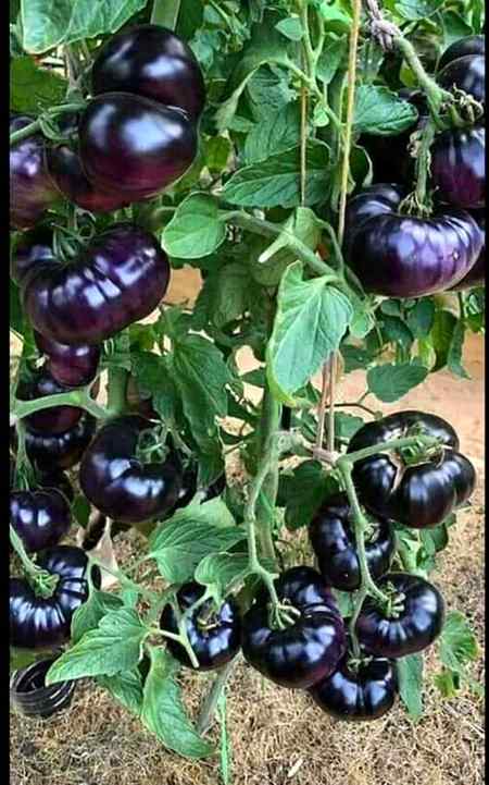 Black tomato..