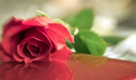 *پھـــولوں ڪی مہــک* 
 *ڪچھ دن بعد ختـــم* 
 *ہــوجاتی ہـے* 
*مگــر اچھــے سلُـــوڪ* 
 *اور اخلاق ڪی مہـک*
 *انسان ڪی موت ڪے بعد* 
 *بھــی قـائم رہـــتی ہـے