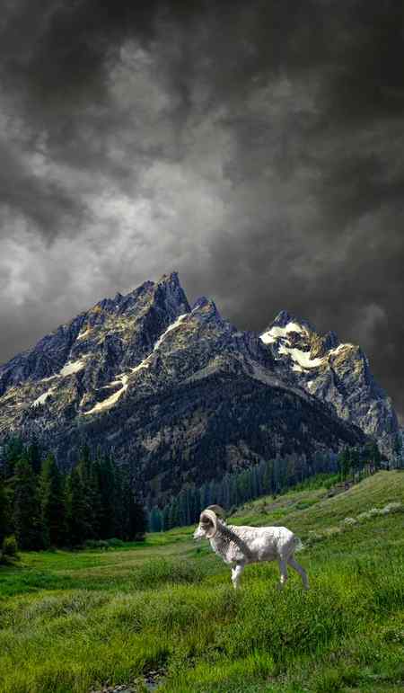 The landscape is stunning,mountain goat