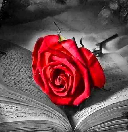 Looking nice flower in the book 🌹💐🌺🌺🌷🏵️🏵️🌺💐💐🥀🥀🥀🌿🌱