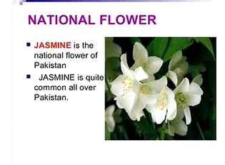 National flower of pk