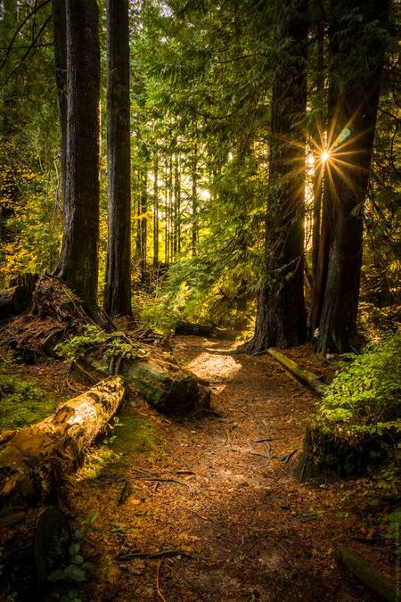 forest view