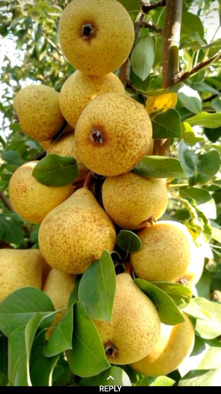 ماشاءاللہ ماشاءاللہ الحمدللہ