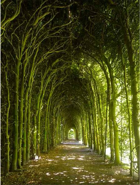 Amazing 👌🏻 trees in japan ..