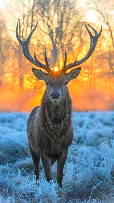Amazing 👌🏻 pic of animal🔥
