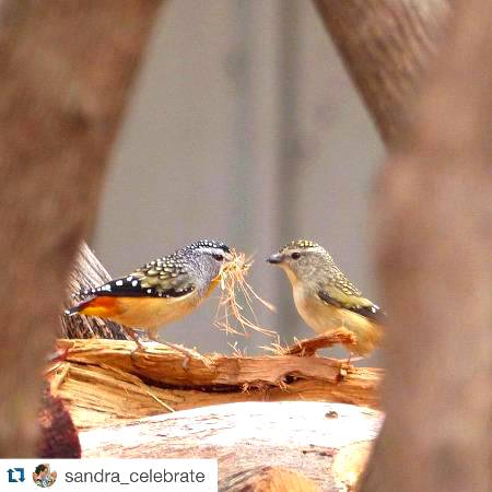 Amazing sparrow's click!