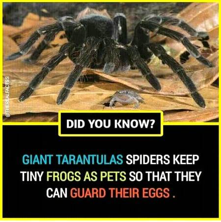Did you know