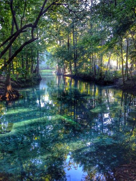 Ginnie spring❣❤❣