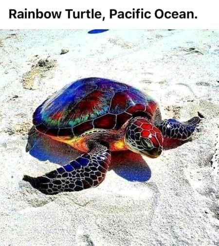 Rainbow turtle