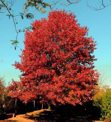 Beautiful red maple tree...
