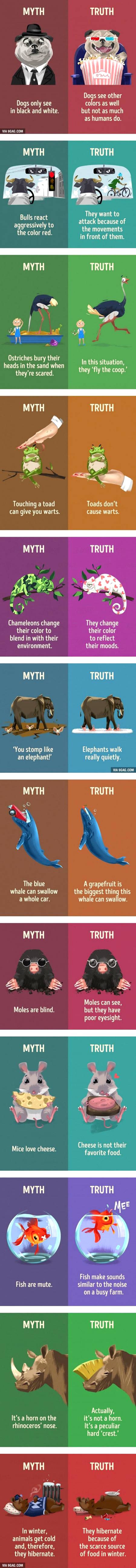 Animal myths we still believe 👀