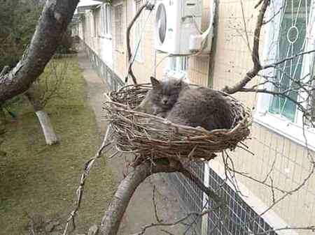 Does anyone know what kind of bird this is?