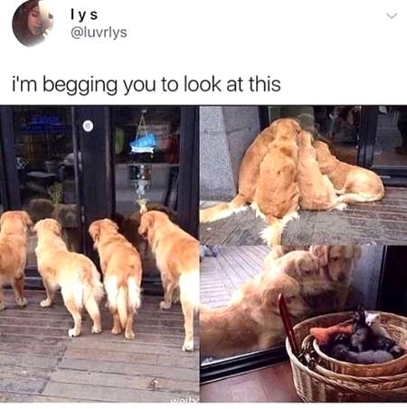 Even dogs can't resist kittens😍