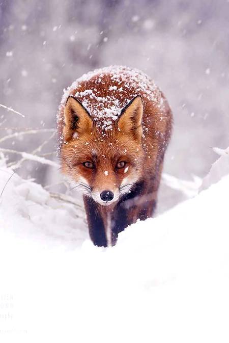 Wild animal in snow 👌🏻👌🏻👌🏻