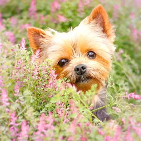 So cute i love dogs😍😍