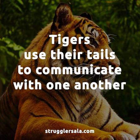 Do you know that about tigers