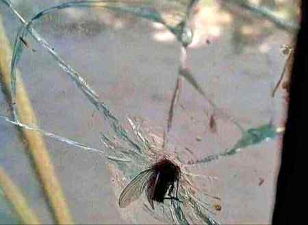 Either the glass was made in China or the fly was made in Germany.🤔