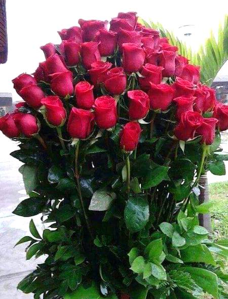 🌹 *اس زندگی کی سب سے عظیم متاع رب تعالی کی محبت اس کا قرب اس سے کلام کرنا اس کے آگے آنسو بہانا اسے دل کے قریب رکھنا ہے۔*