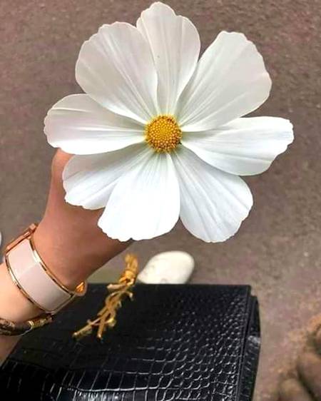 آزمائش زندگی کا فقط ایک حصہ ہے نہ کہ آپکی مکمل زندگی،
لیکن ہم لوگ فقط ایک آزمائش کو اپنی زندگی پر اس قدر حاوی کرلیتے ہیں کہ ہماری زندگی کے تمام معاملات ڈسٹرب ہو جاتے ہیں،
کوئی بھی آزمائش بڑی نہیں ہوتی بلکہ ہمارے رویے اسکو بڑا بنا دیتے ہیں، اللہ پر یقین رکھیں اور خود پر بھی یقین رکھیں،
اگر اللہ پاک آپکو آزمائش میں ڈالتا ہے تو نکالتا بھی وہی ہے۔
یاد رکھیں ہر رات اپنے ساتھ روشن سویرا لے کر آتی ہے۔
ان شاءاللہ۔