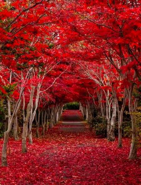 Crimson forest beautiful trees in japan..