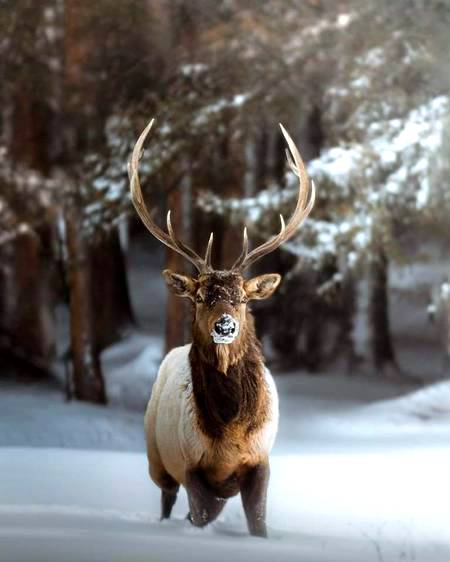 Amazing wildlife photography 🦌