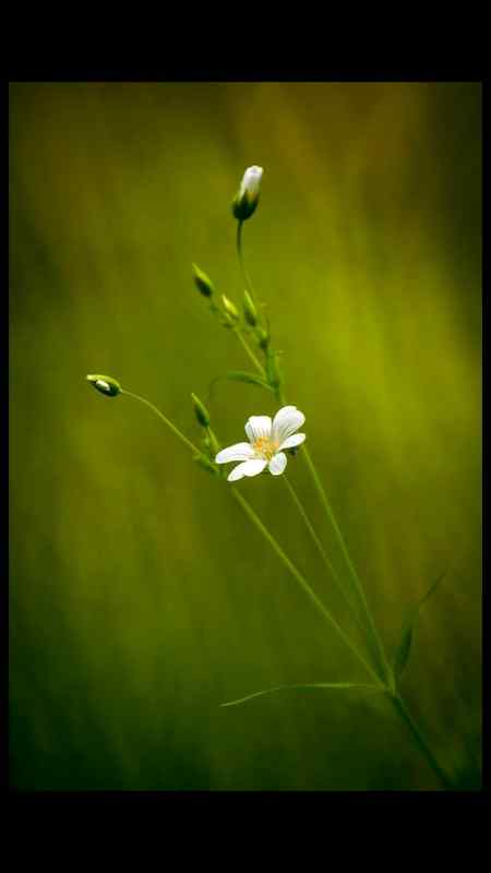 محبت میں دل کاٹوٹناتم کبھی نہیں جان پاؤگے 
اگر ہوتی لوگوں میں وفا توآج ہم اداس نہ ہوتے ۔