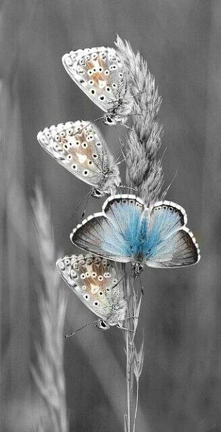 Beautiful butterfly