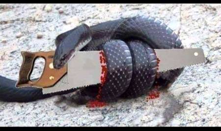 لوہار کی بند دکان میں کہیں سے گھومتا پھرتا ایک سانپ گھس آیا
یہاں سانپ کی دلچسپی کی کوئی چیز نہیں تھی، اس کا جسم وہاں پڑی ایک آری سے ٹکرا کر بہت معمولی سا زخمی ہو گیا، گھبراہٹ میں سانپ  نے پلٹ کر آری  پر پوری قوت سے ڈنگ مارا سانپ کے منہ سے خون بہنا شروع ہو گیا
اگلی بار سانپ  نے  کے آری کے گرد لپٹ کر، اسے جکڑ کر اور دم گھونٹ کر مارنے کی پوری کوشش کر ڈالی دوسرے دن جب دکاندار نے ورکشاپ کھولی تو ایک سانپ کو آری کے گرد لپٹے مردہ پایا جو کسی اور وجہ سے نہیں محض اپنی طیش اور غصے کی بھینٹ چڑھ گیا تھا
بعض اوقات غصے میں ہم دوسروں کو نقصان پہنچانے کی کوشش کرتے ہیں مگر وقت گزرنے کے بعد ہمیں پتہ چلتا ہے کہ ہم نے اپنے آپ کا زیادہ نقصان کیا ہے
اچھی زندگی کیلئے بعض اوقات ہمیں کچھ چیزوں کو
کچھ لوگوں کو
کچھ حادثات کو
کچھ کاموں کو نظر انداز کرنا پڑتا ہے