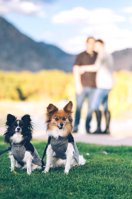 for dog lovers...