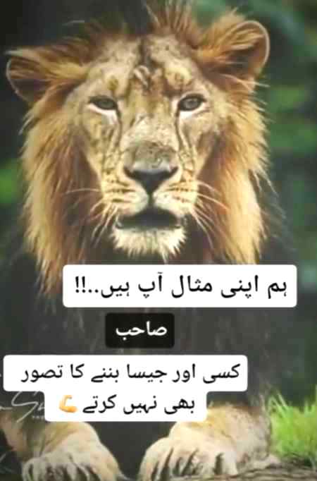 Arzu Mughal shayrni💓👈🐯