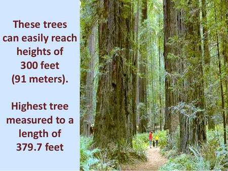 Information about trees...
