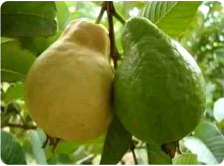 یوں معلوم ہوتا ہے ان میں سے ایک بیوی ہے اور دوسرا شوہر جو بیوی کی باتیں سن سن کے پک گیا ہے